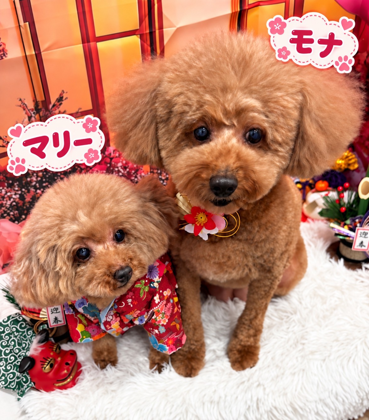 DOG SALON Mona＆Mary